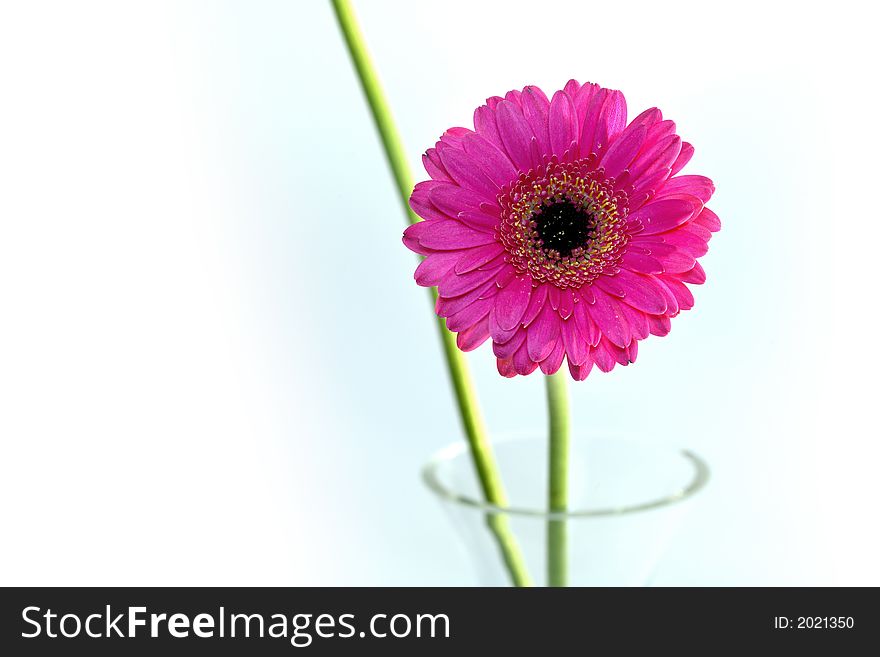 Flowers in a vase and a white background