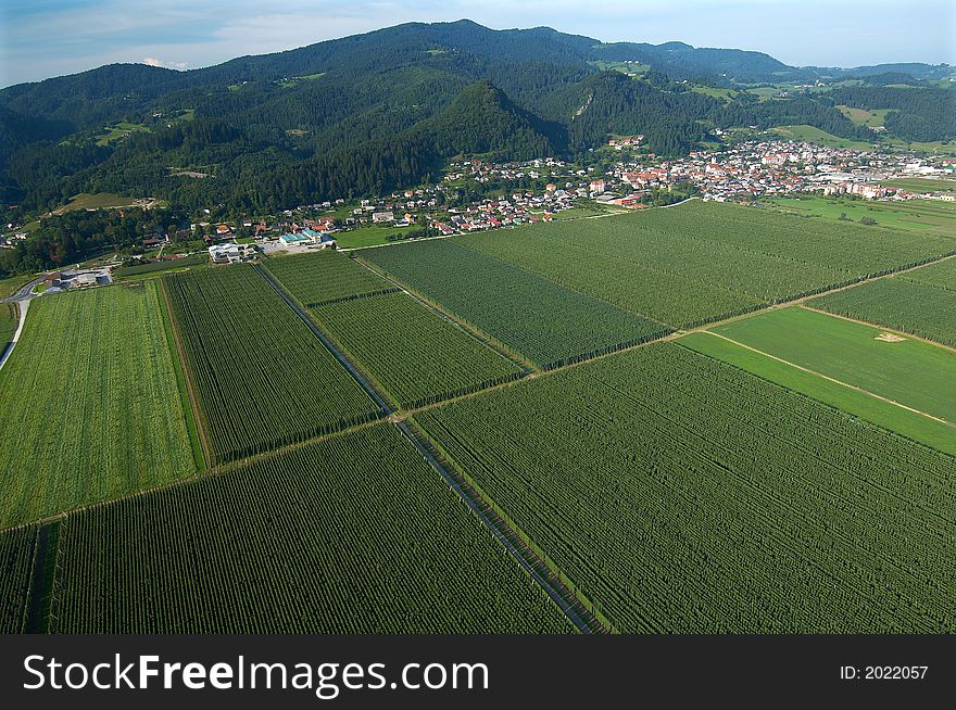 Aerial view of hop plantations 1