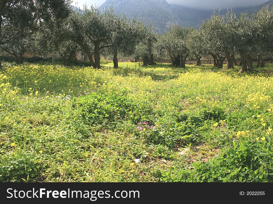 Olives Cultivation Â°Â°Â° Threes & Yellow Wild Flowers.