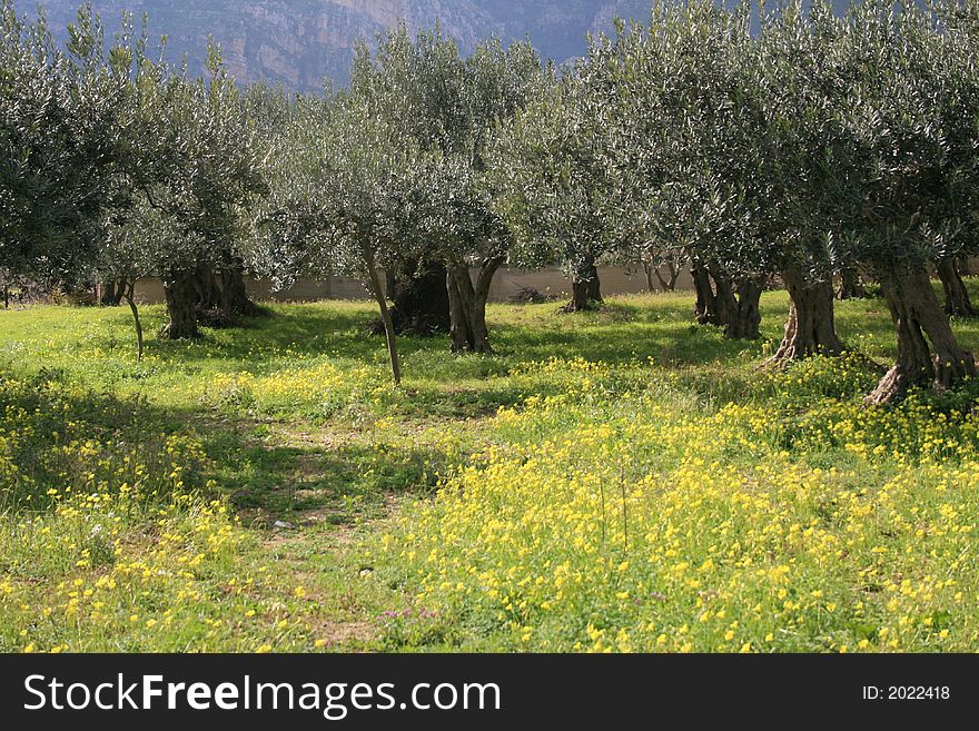 Olives Cultivation 11 Threes & Yellow Wild Flowers.