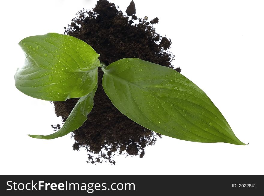 Spring plant isolated on the white background. Spring plant isolated on the white background