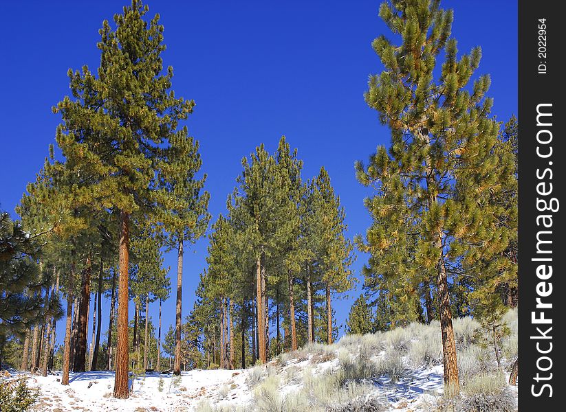 Pine forest at high altitude in winter