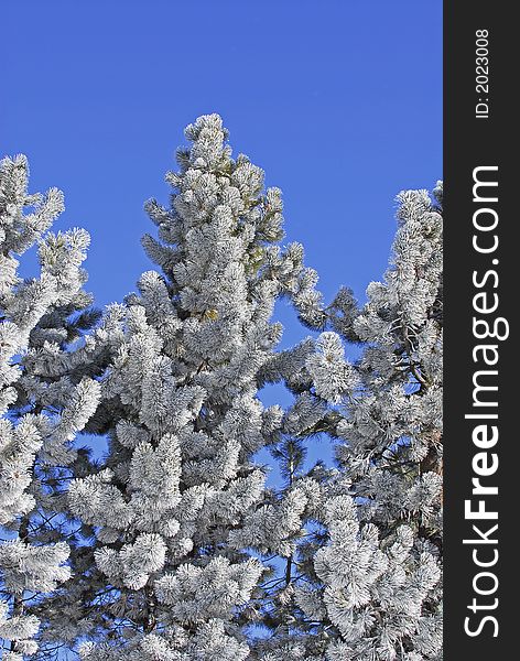 Frost covered pine trees against bright blue sky