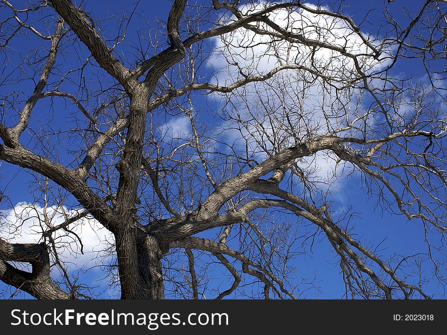 Sunlit trees without leaves against a deep blue sky with bright white clouds. Sunlit trees without leaves against a deep blue sky with bright white clouds