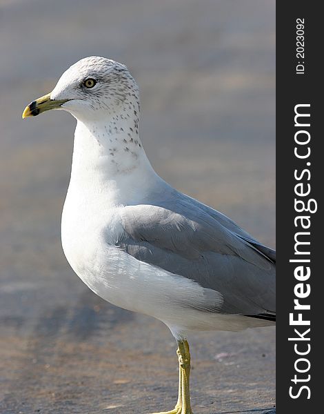 Seagull Posing