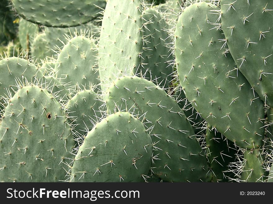 Prickly Pear Plants Texture Detail