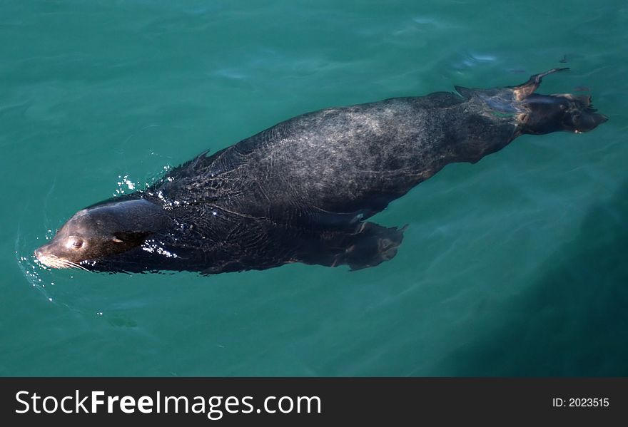 Sea lions playing in the water