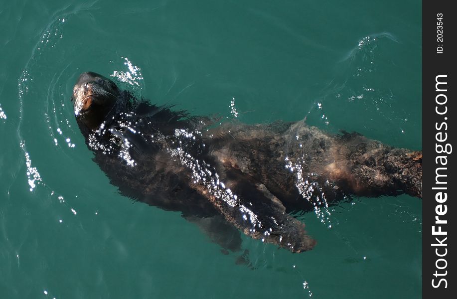 Sea lions playing in the water