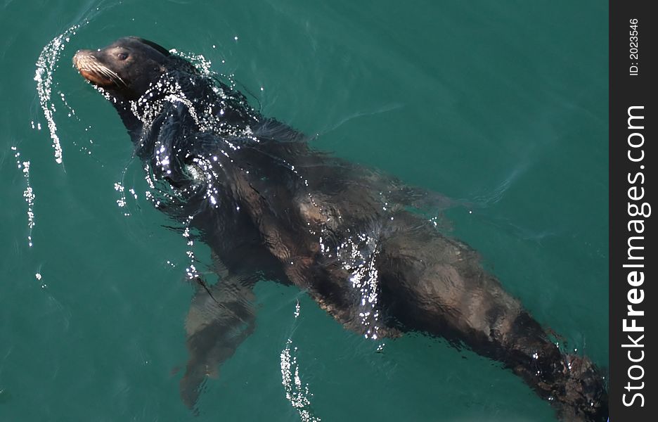 Sea lions playing in the water