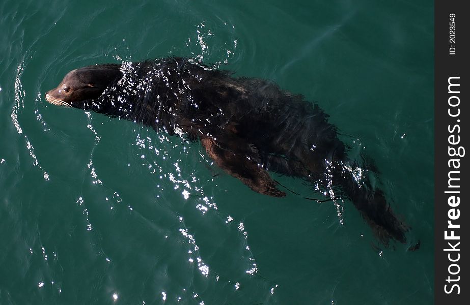 Sea lions playing in the water