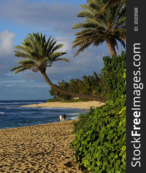 A palm tree along Sunset Beach, North Shore Oahu, Hawaii. A palm tree along Sunset Beach, North Shore Oahu, Hawaii