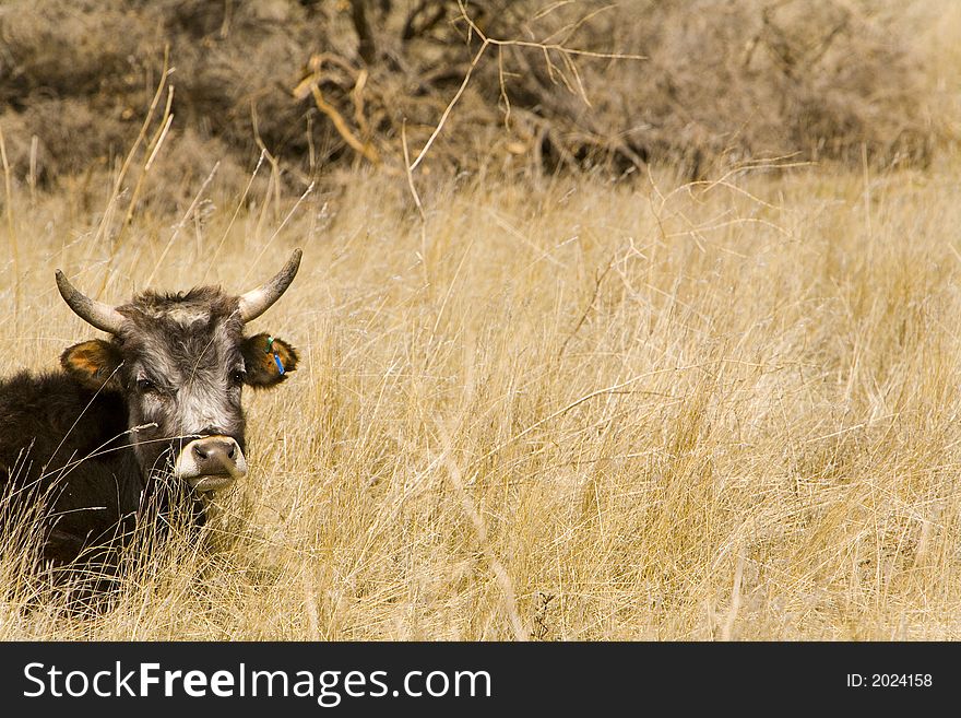 Shot of a steer in a field of grass on a Northern California ranch. Shot of a steer in a field of grass on a Northern California ranch.