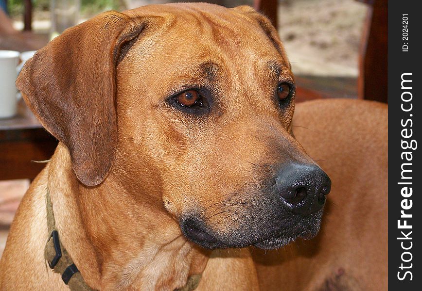 A ridgeback looking at something. A ridgeback looking at something