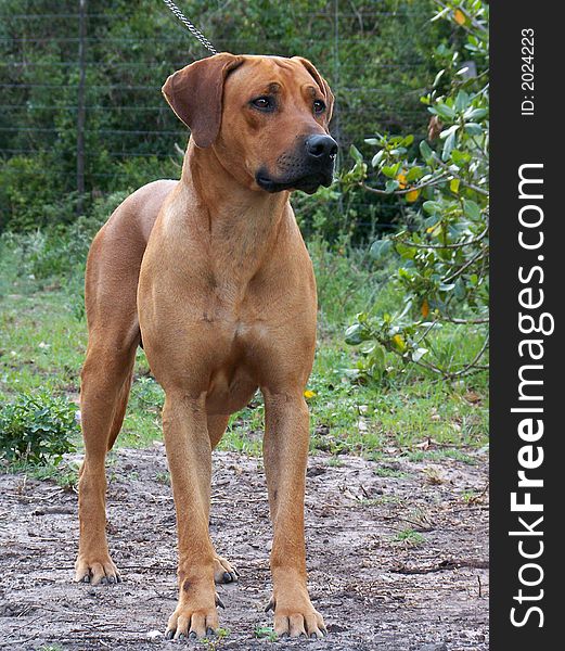 A ridgeback posing for the camera on a farm. A ridgeback posing for the camera on a farm