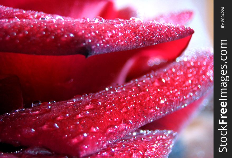 droplets of water on petal of the rose