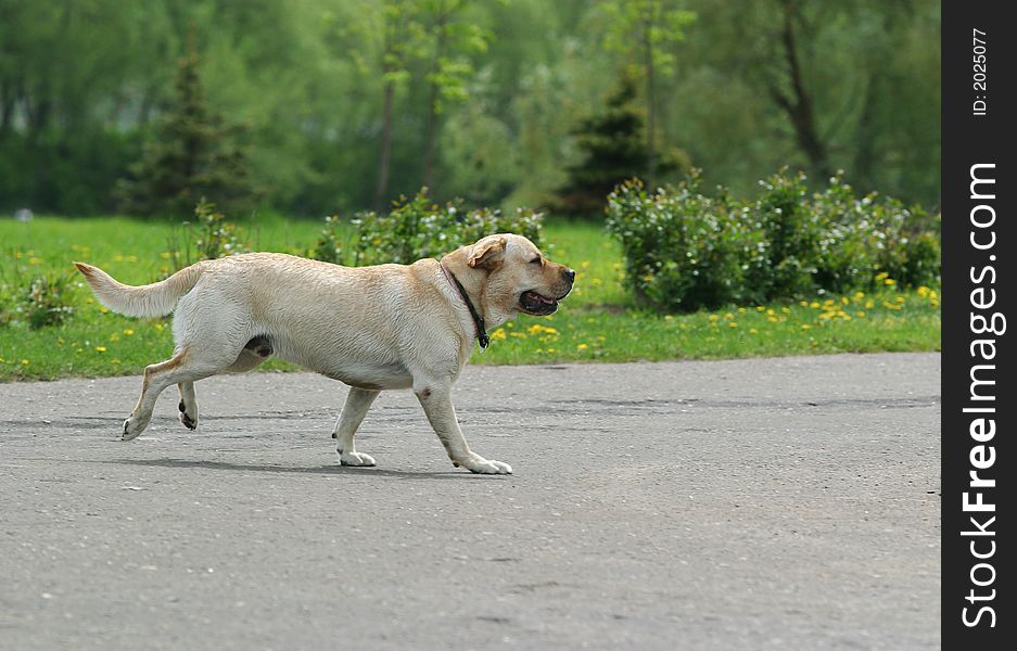 The dog quickly runs in park. The dog quickly runs in park