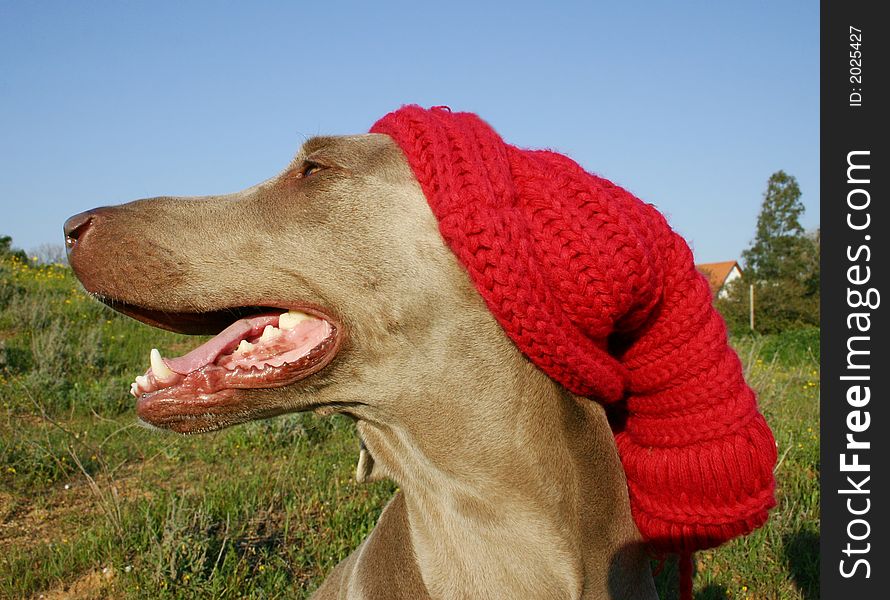 Weimaraner dog with red hat