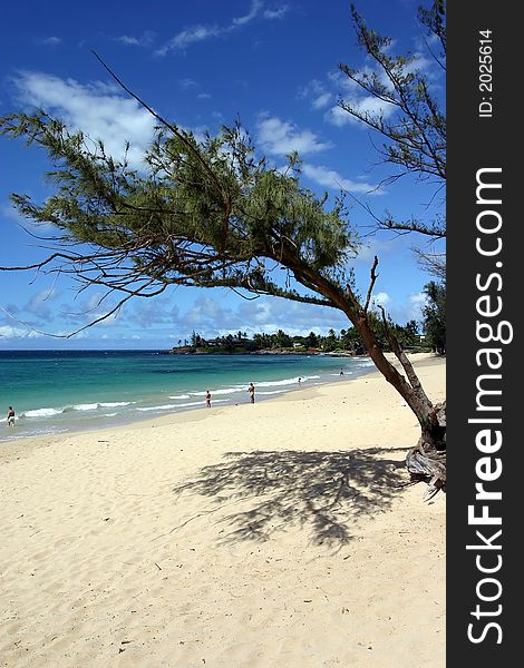 Beach framed by a tree in hawaii