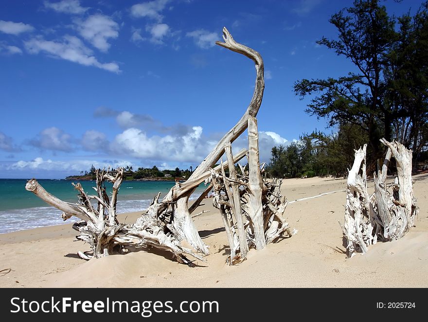 Roots At Paia Beach