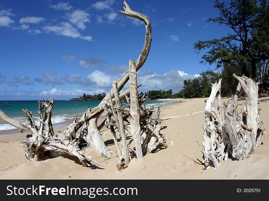 Roots at paia beach hawaii