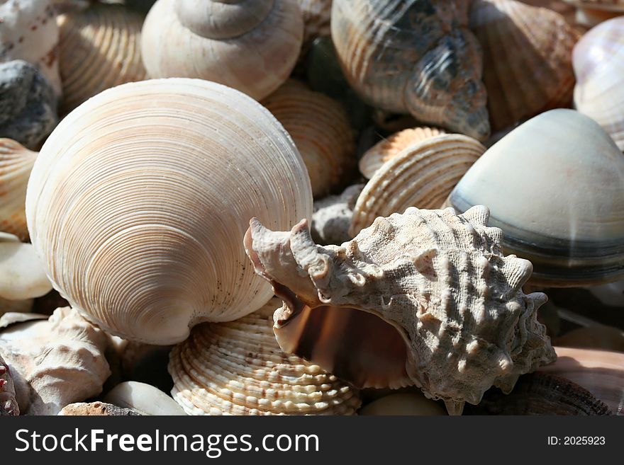 Sea shell background close up