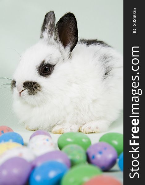 Adorable baby bunny rabbit with easter props. Adorable baby bunny rabbit with easter props