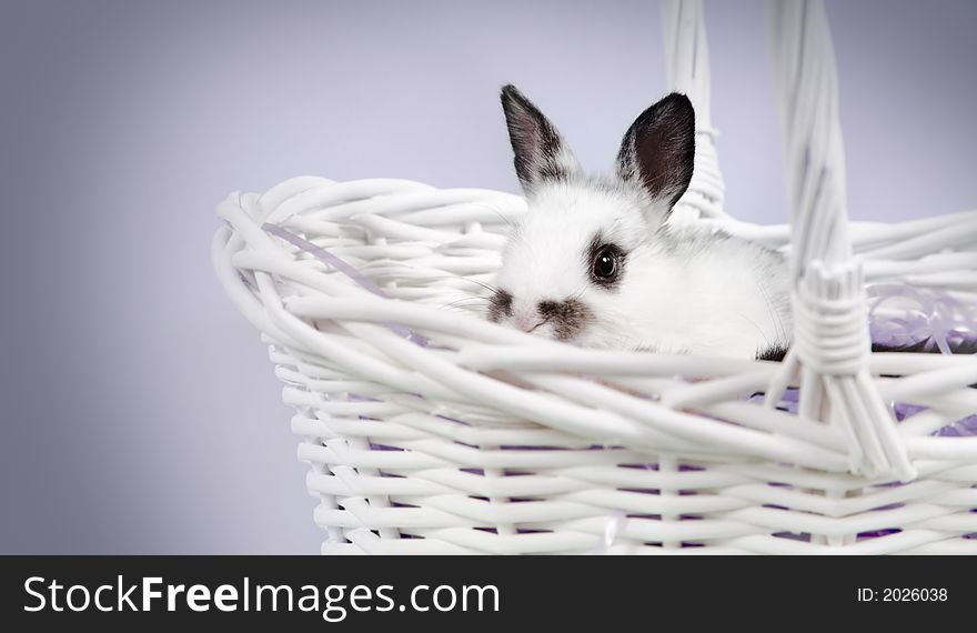 Adorable baby bunny rabbit with easter props. Adorable baby bunny rabbit with easter props
