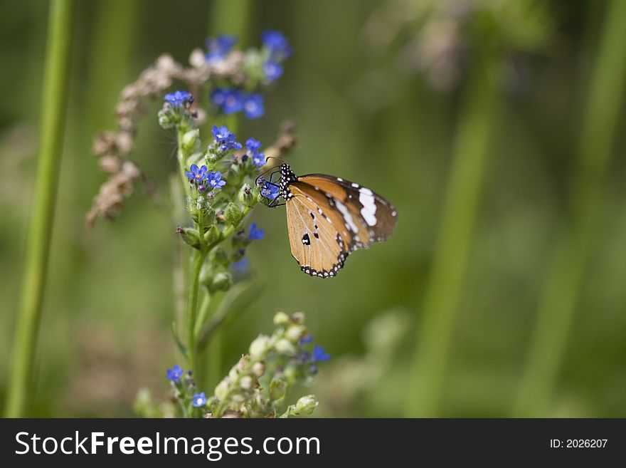 Monarch butterfly, eating from a tiny blue flower, a close up shot. Monarch butterfly, eating from a tiny blue flower, a close up shot.