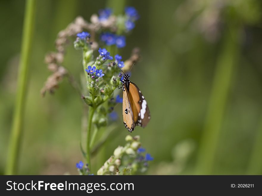 Macro Of Monarch Butterfly