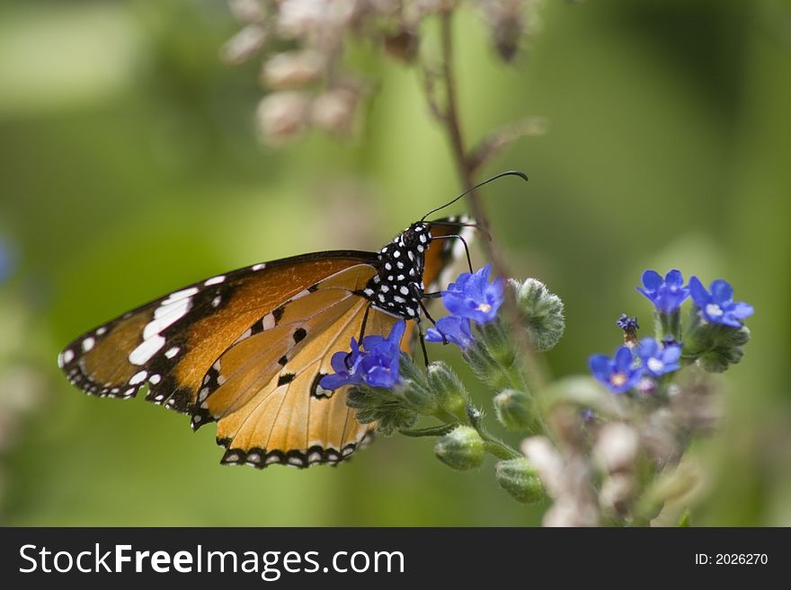 Beautiful Monarch Butterfloy On Blue Flower