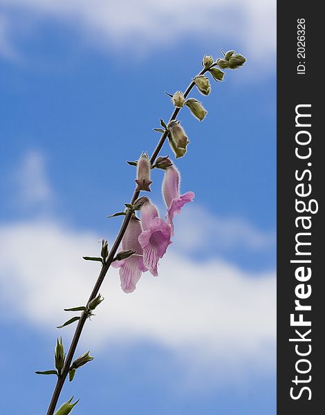 Fresh, beautiful purple fox glove stem with bright flowers against a blue sky. See my other flower and macro shots in my portfolio!. Fresh, beautiful purple fox glove stem with bright flowers against a blue sky. See my other flower and macro shots in my portfolio!