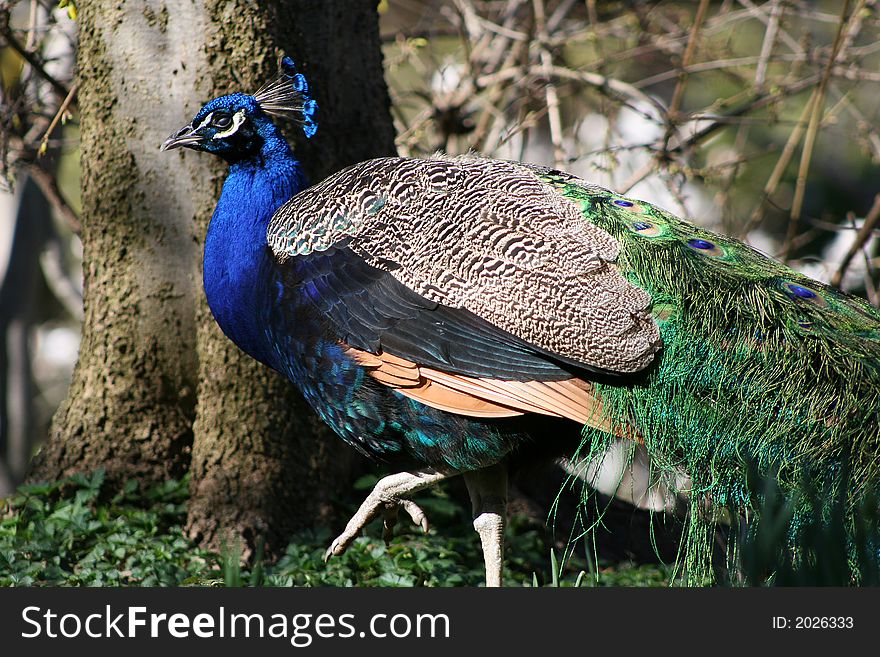 A beautiful peacock in nature.