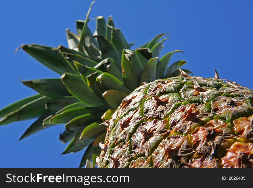 Pineapple on blue sky background