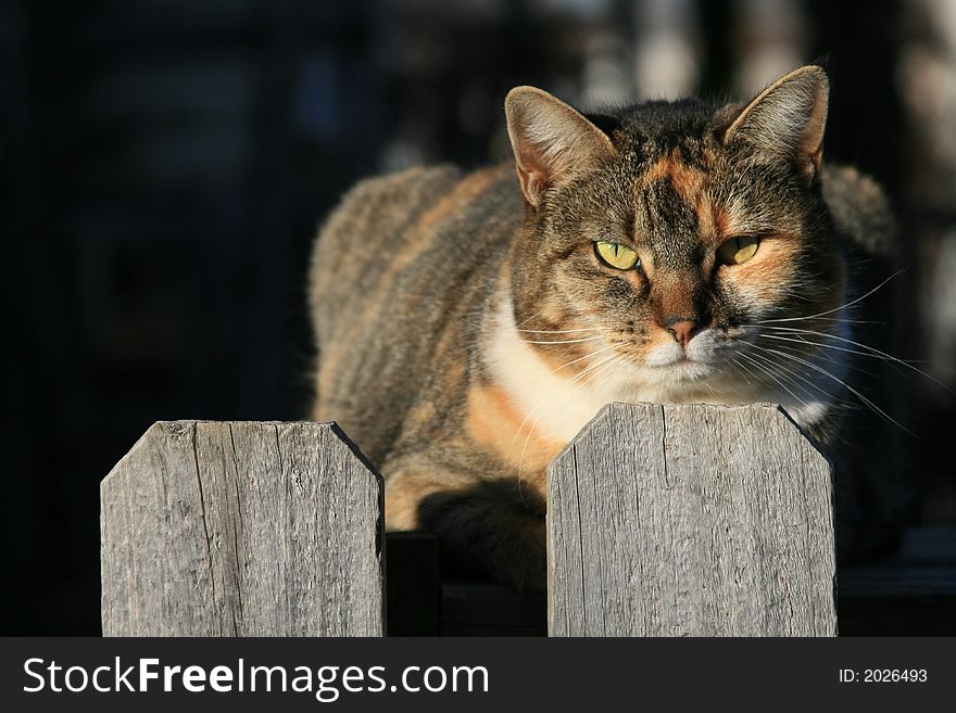 Neighborhood Cat Sitting on the Backyard Fence. Neighborhood Cat Sitting on the Backyard Fence