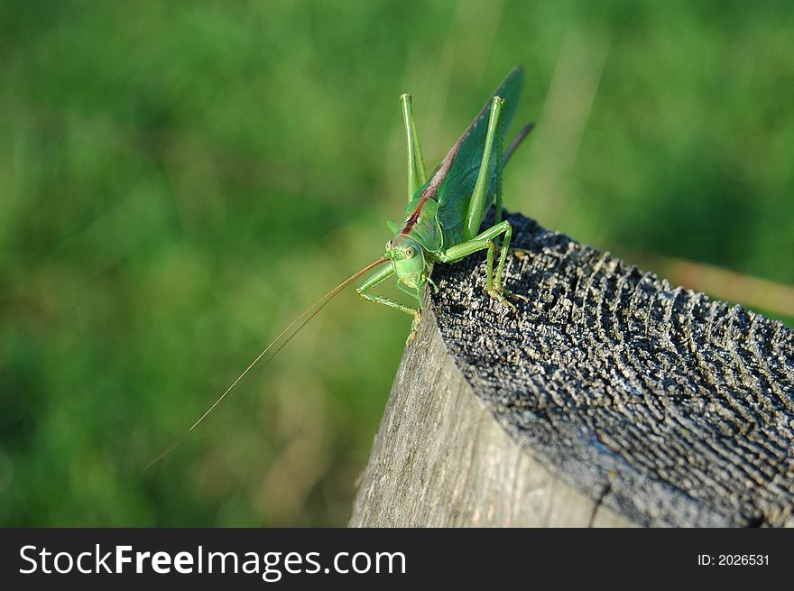 A grasshopper seen at a day at the Maisingersee