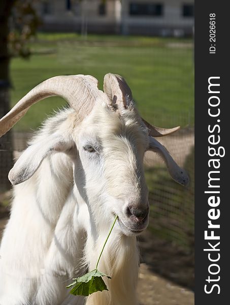 An adult goat eating grass with green background. An adult goat eating grass with green background.