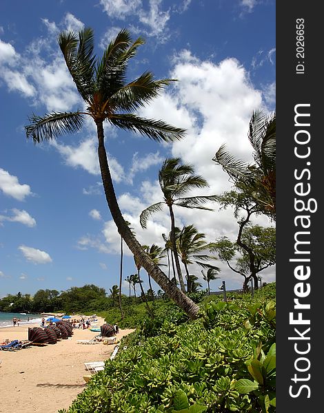 Palm trees at turtle town hawaii