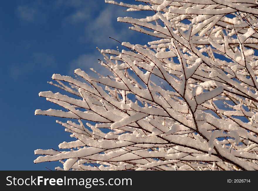 A view of tree branches laden with fresh fallen snow against a clear blue sky. A view of tree branches laden with fresh fallen snow against a clear blue sky