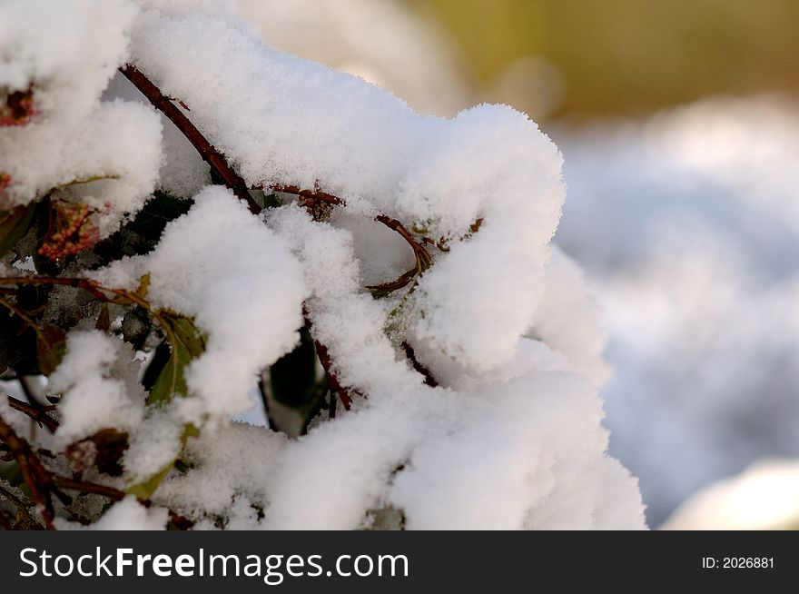 View of a branch laden with fresh fallen snow. View of a branch laden with fresh fallen snow