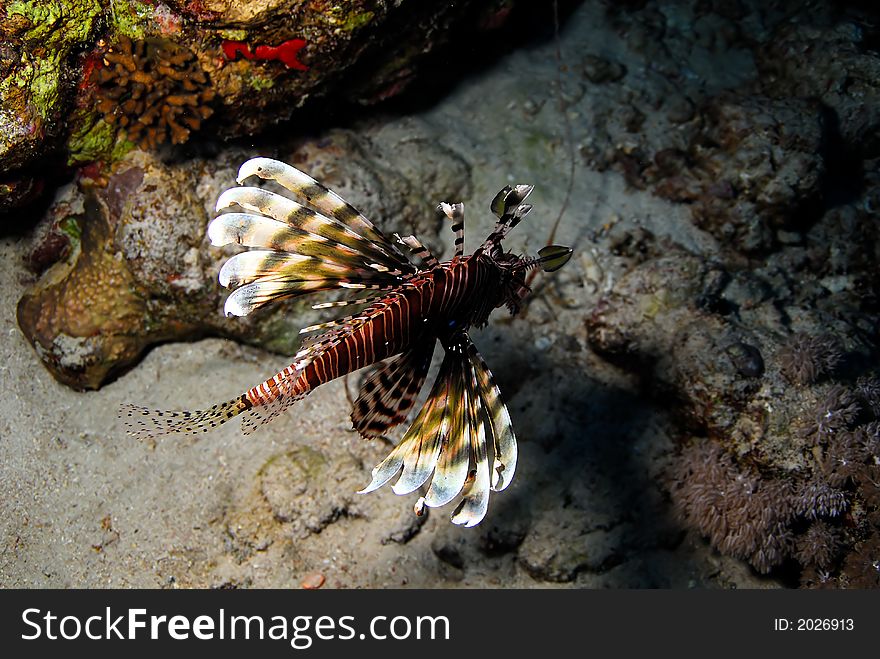 Egypt Red Sea Shark Reef. Egypt Red Sea Shark Reef