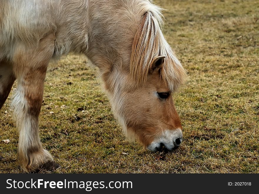 A portrait of a german haflinger horse eating grass.