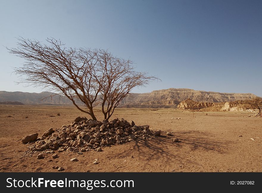 Israel,Timna park, acacia in desert