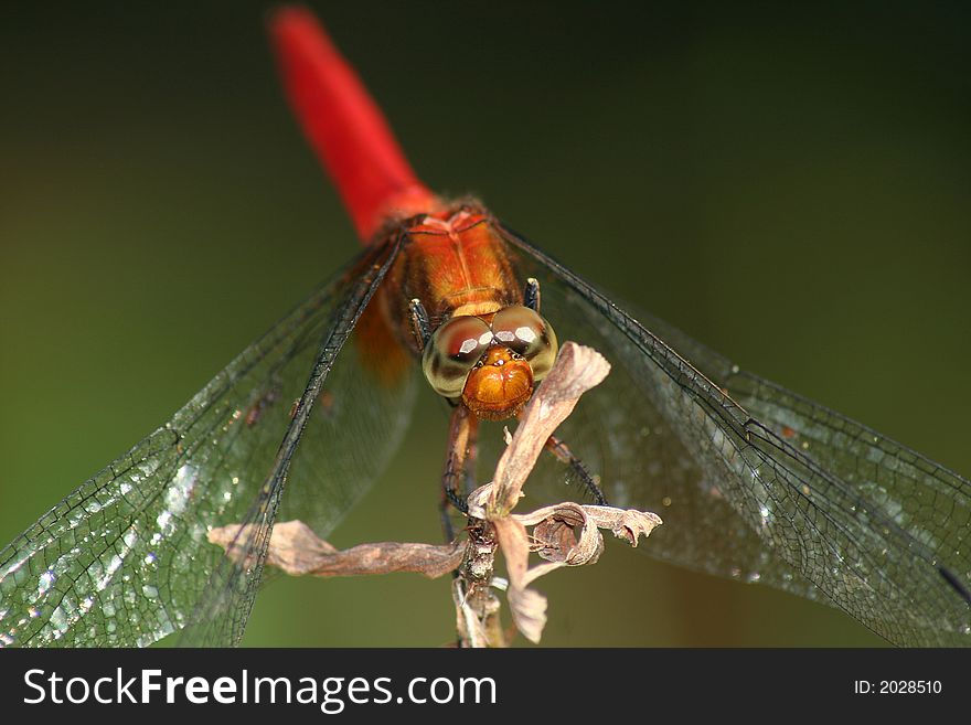 A red dragonfly resting on a small branch. A red dragonfly resting on a small branch