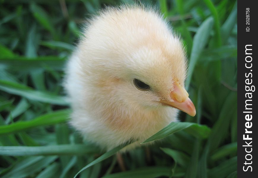 A three day old yellow chick in long green grass. A three day old yellow chick in long green grass