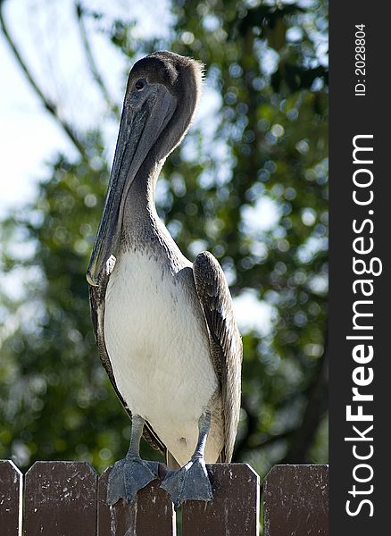 Pelican posing on a fence at a southern bird santuary. Pelican posing on a fence at a southern bird santuary