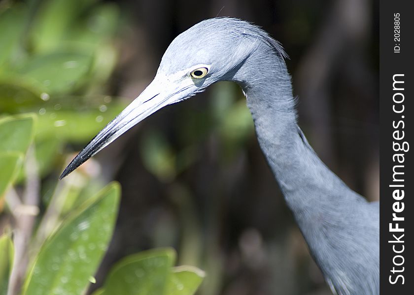 Close up of a blue heron at a wildlife sanctuary. Close up of a blue heron at a wildlife sanctuary