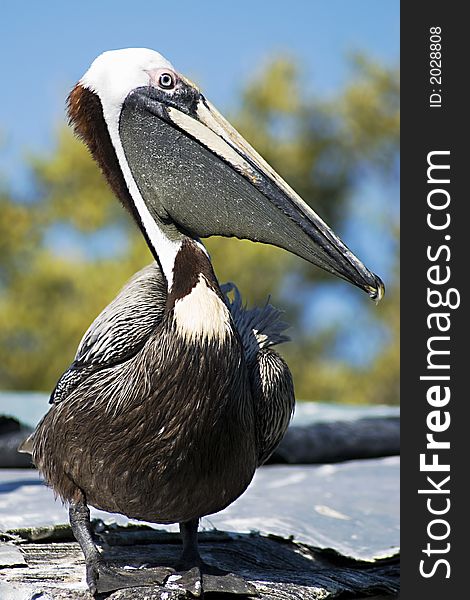 Pelican profile showing the pouched beak. Pelican profile showing the pouched beak
