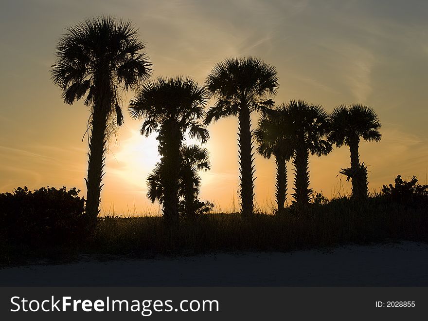 Silhouette of palms in a tropical sunset