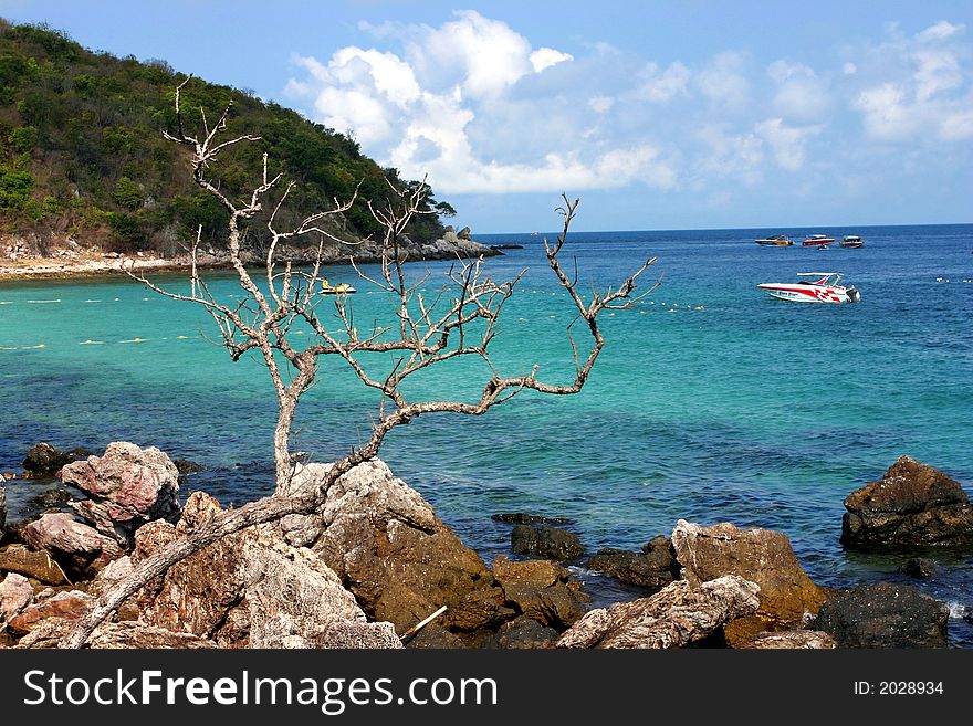 Beautiful and calm sea with rock and dry tree. Beautiful and calm sea with rock and dry tree