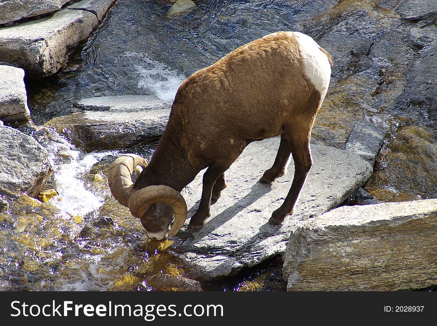 Big Horn Sheep A